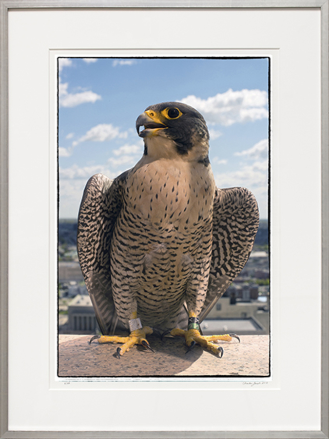 CHARLES JACOBS - PEREGRINE FALCON #1