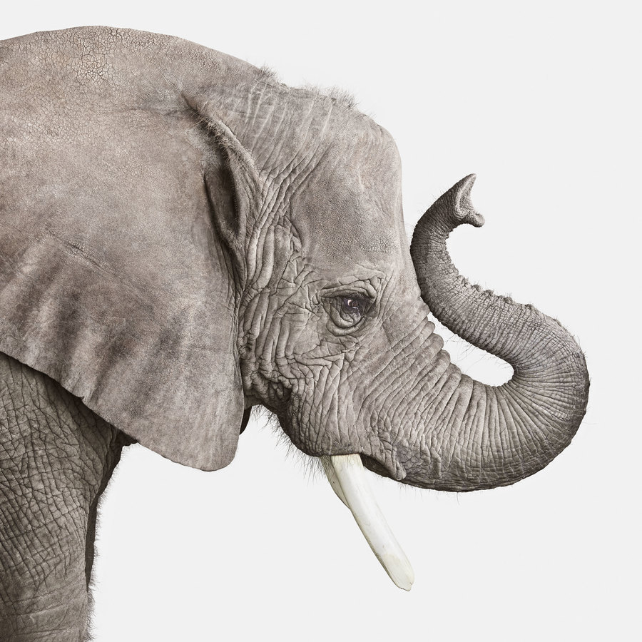 RANDAL FORD - AFRICAN ELEPHANT PORTRAIT NO. 2