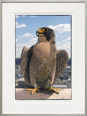 CHARLES JACOBS-PEREGRINE FALCON #1