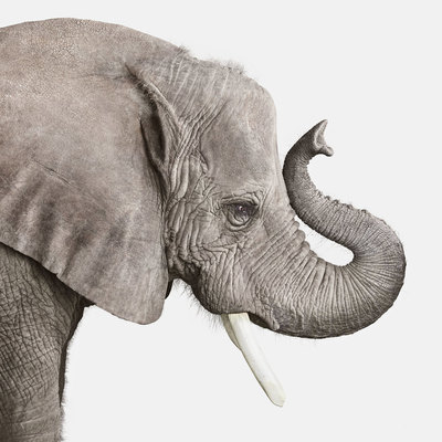  Title: AFRICAN ELEPHANT PORTRAIT NO. 2 , Size: 32 X 32; 33.25 X 33.25 , Medium: Photograph on Paper