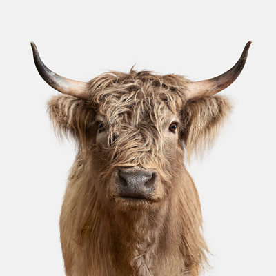  Title: HIGHLAND COW NO. 2 , Size: 32 X 32; 33.5 X 33.5 , Medium: Photograph on Paper