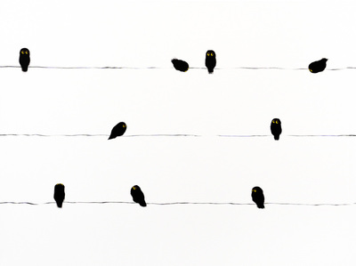  Title: NINE BIRDS ON THE WIRE , Size: 36 X 48; 38 X 50 , Medium: Acrylic on Canvas