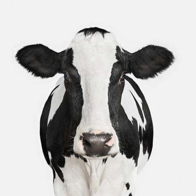  Title: DAIRY COW , Size: 32 X 32; 33.5 X 33.5 , Medium: Photograph on Aluminum